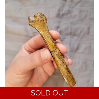 Very Rare Bear Dog Partial Leg Bone Mammal Fossil From Florida Very Rare Bear Dog Partial Leg Bone Mammal Fossil From Florida